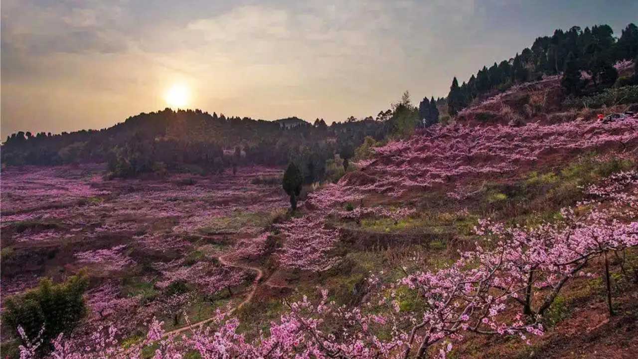 成都市龍泉驛區(qū)桃源村.jpg