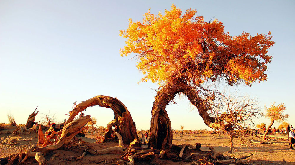 內(nèi)蒙古：文旅廳推出多項(xiàng)舉措，推動(dòng)旅游業(yè)快速?gòu)?fù)蘇，不斷開(kāi)創(chuàng)文化和旅游發(fā)展新局面！