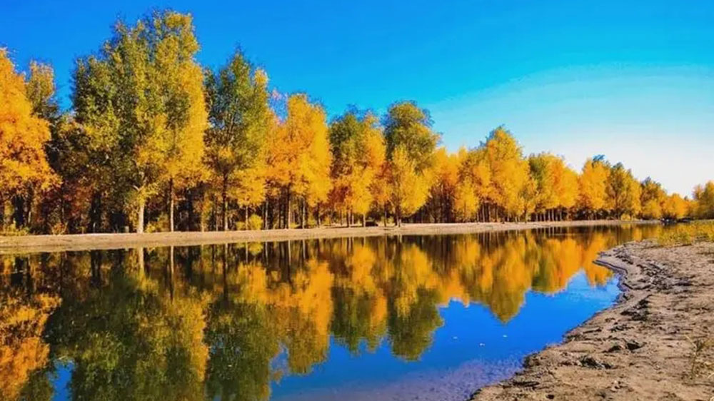 金塔沙漠胡楊林景區(qū) 金塔沙漠胡楊林景區(qū).jpg